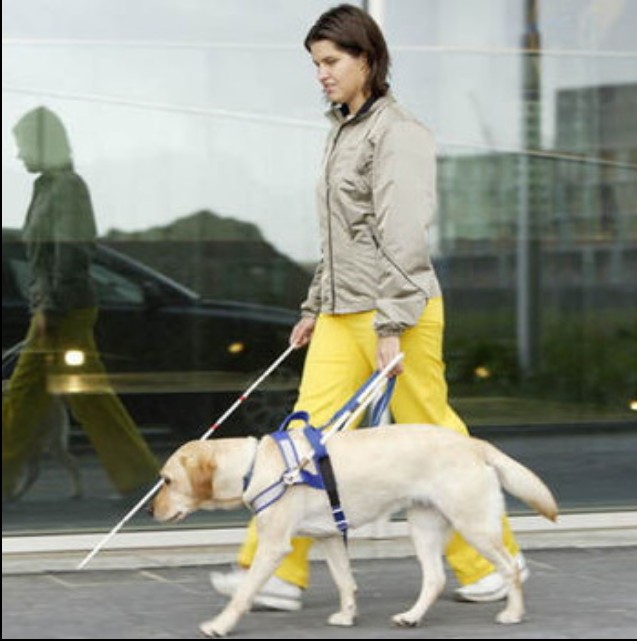 guide dog and cane